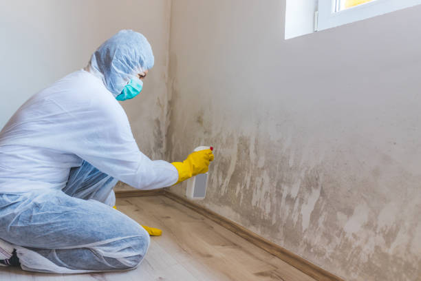 Licensed Basement Mold Remediation service in Franktown, VA - WQB Mold Removal
