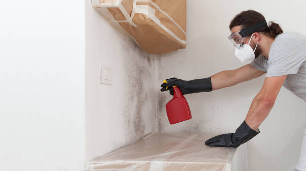 Professional Basement Mold Remediation technician working in Franktown, VA