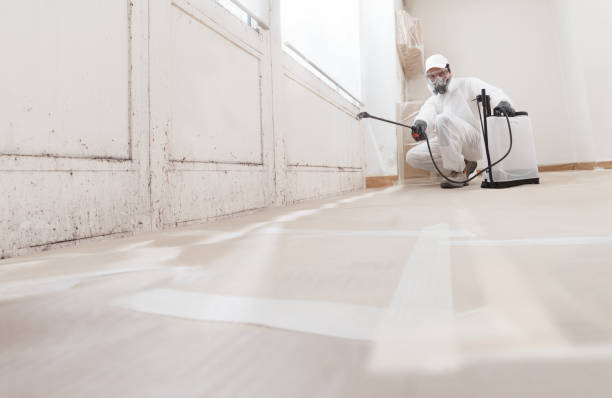 24/7 Emergency Basement Mold Remediation experts in Franktown, VA