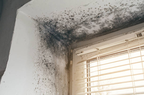 Affordable Basement Mold Remediation solutions in Franktown, VA