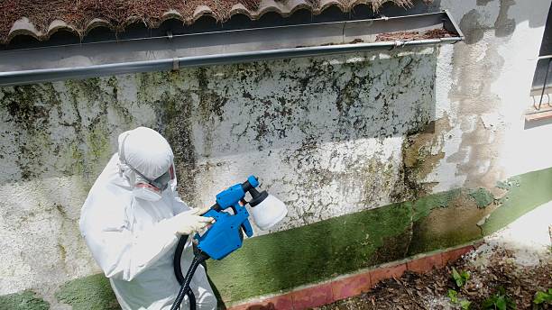 Top rated local Basement Mold Remediation specialists in Franktown, VA